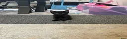 Mixed Breed cats for sale: 6 adorable kittens looking for their forever homes - Advert 6