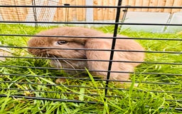 Mini Lop rabbits for sale: Adorable Mini Lop Rabbits Ready for New Homes - Image 4