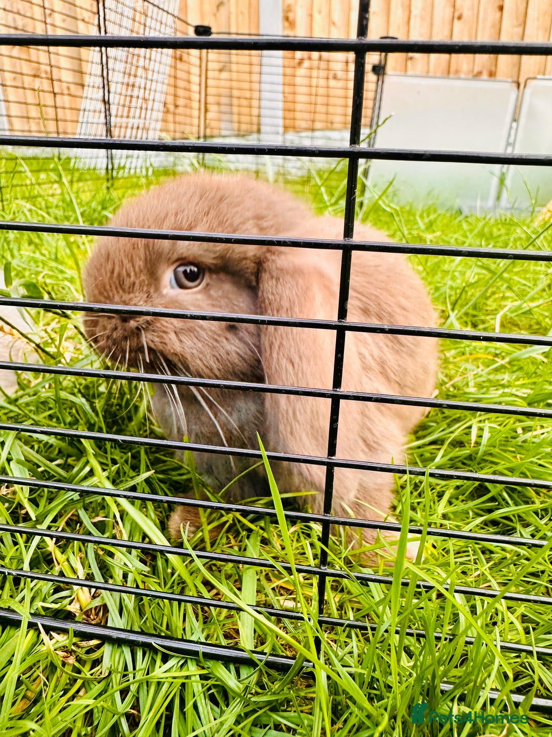 Mini Lop rabbits for sale: Adorable Mini Lop Rabbits Ready for New Homes - Image 4