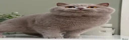 British Shorthair cats for sale: Gorgeous British Kittens - Advert 23