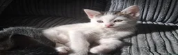 Mixed Breed cats for sale: Beautiful friendly kittens looking for loving home - Advert 4
