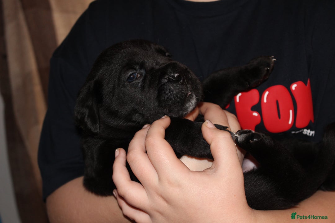 Cane Corso dogs for sale: Cane Corso Puppies from Exceptional Bloodlines, - Advert 21