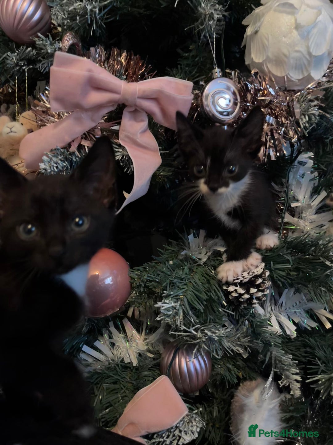 Mixed Breed cats for sale: 6 Kittens Ready to Leave! - Advert 2