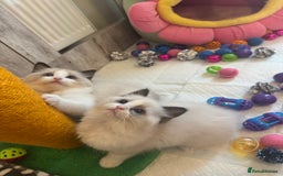 Ragdoll cats for sale: One Girl Available 🌸 - Image 25
