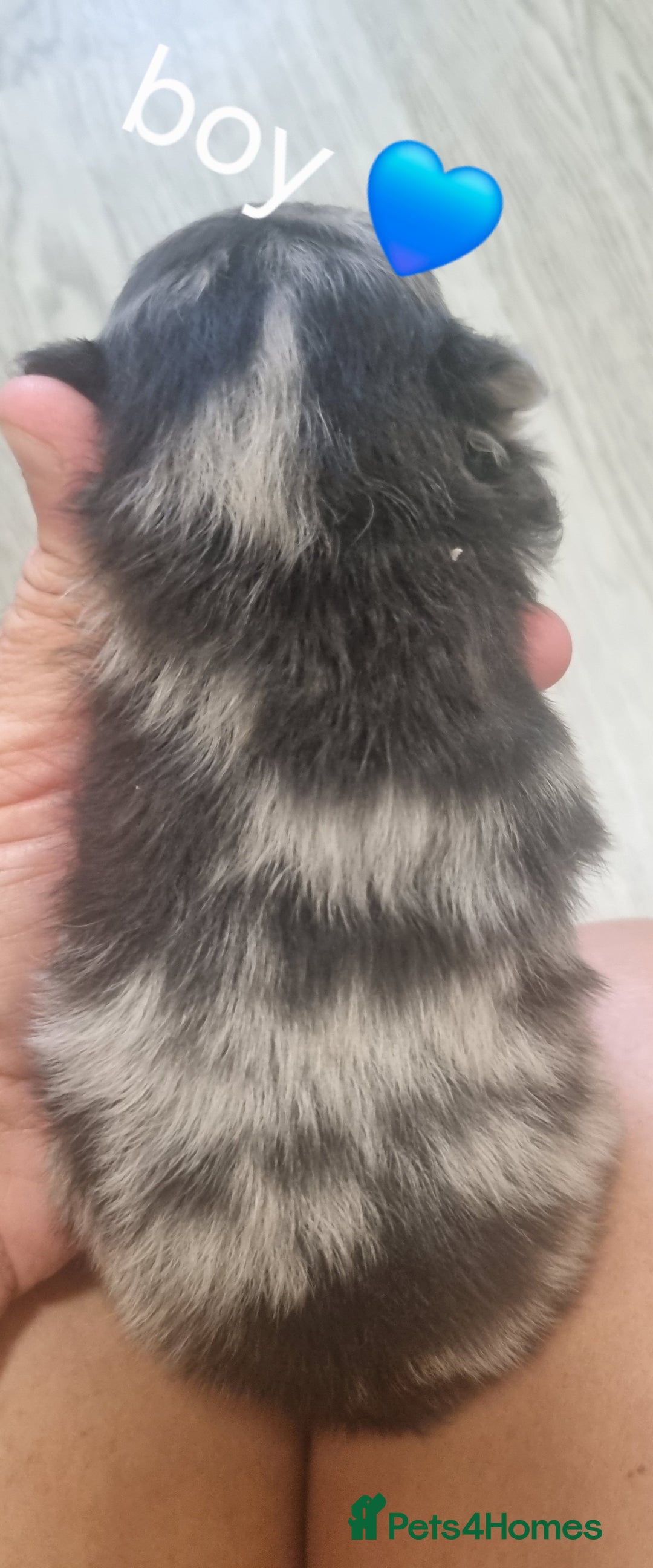 Pomeranian dogs for sale: Beautiful litter teddy bear poms  - Image 4
