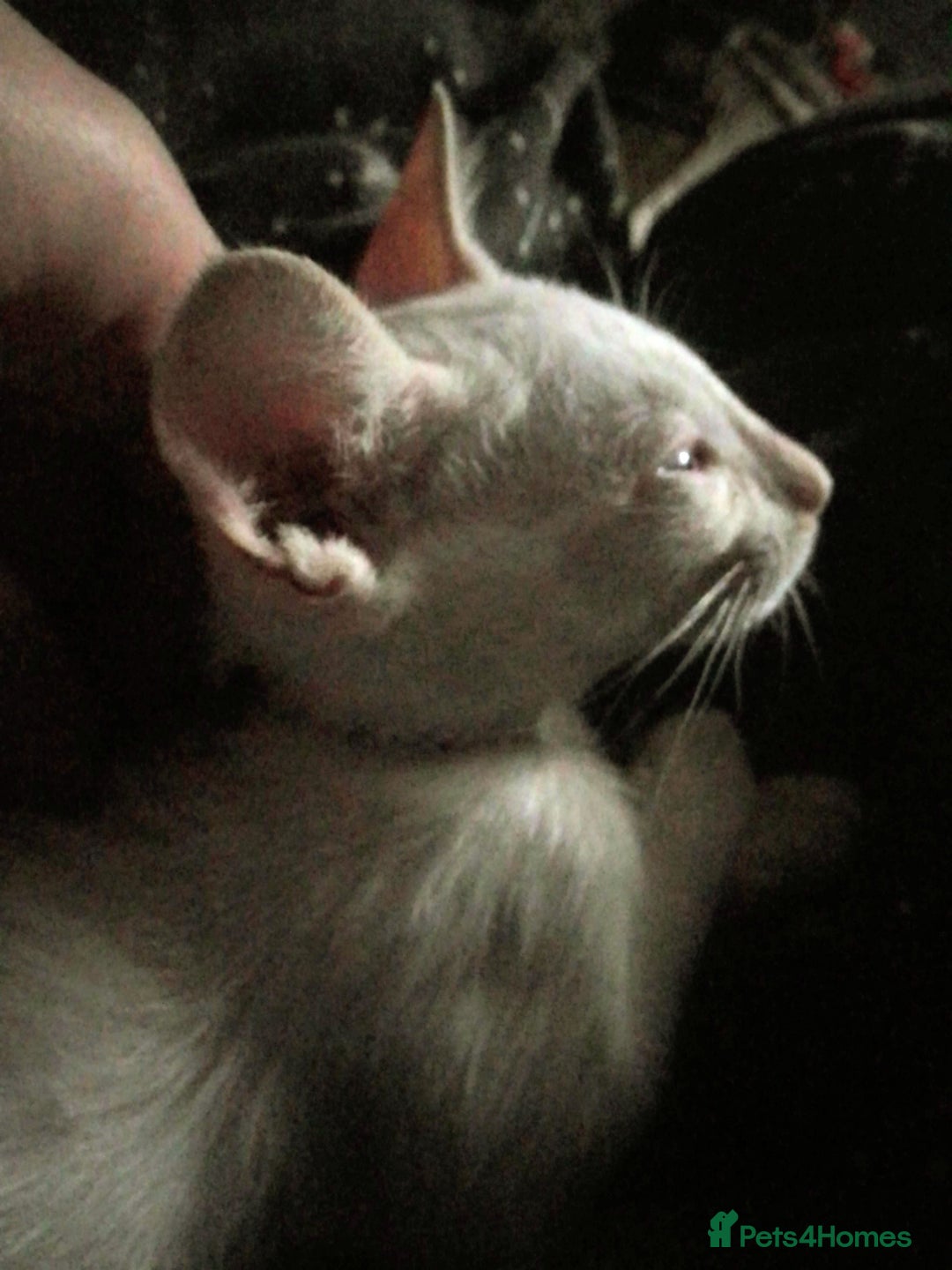 Siamese cats for sale: Siamese kittens - Advert 8