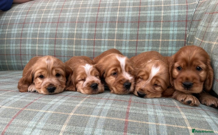 Cocker Spaniel dogs - Advert 2