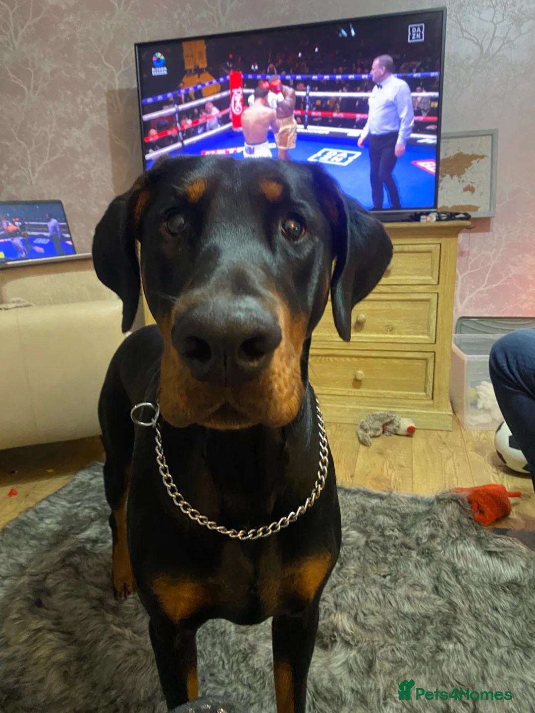 Dobermann dogs for stud: Stud available  - Advert 1