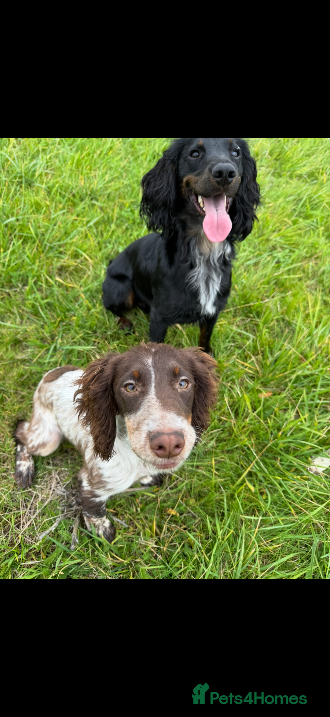 Cocker Spaniel dogs for sale: Working Cocker Spaniel Puppies - Advert 21