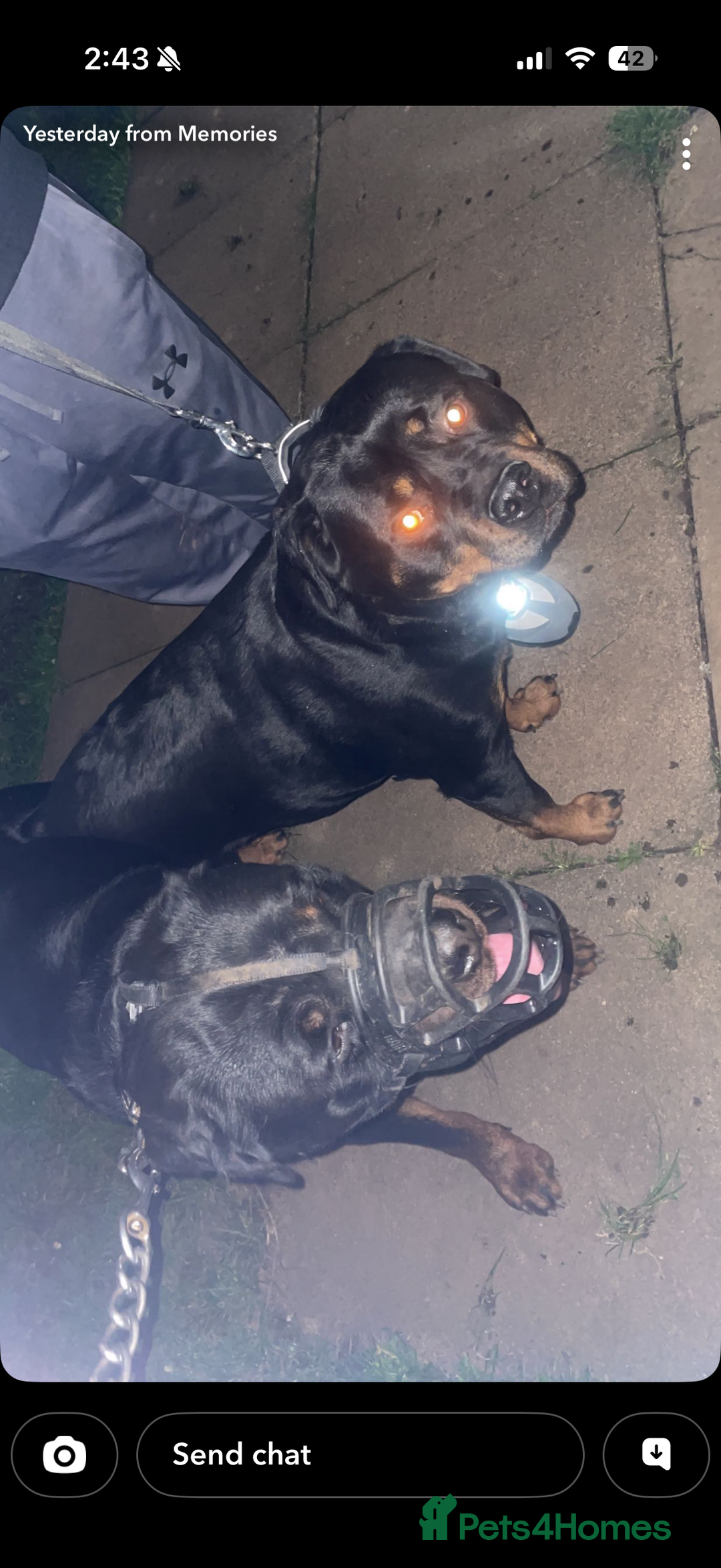 Rottweiler dogs for stud: Rottweiler stud  - Advert 3