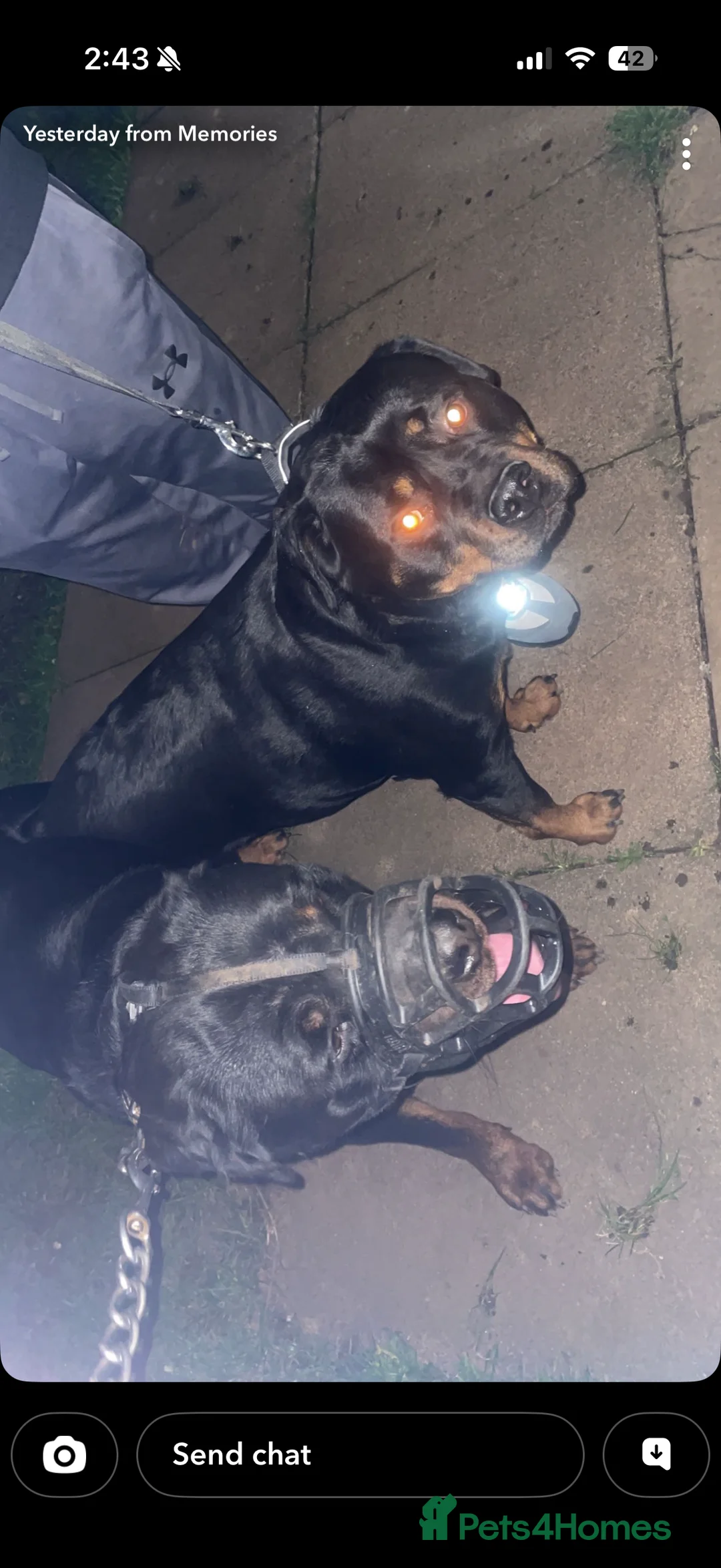 Rottweiler dogs for stud: Rottweiler stud  - Advert 4