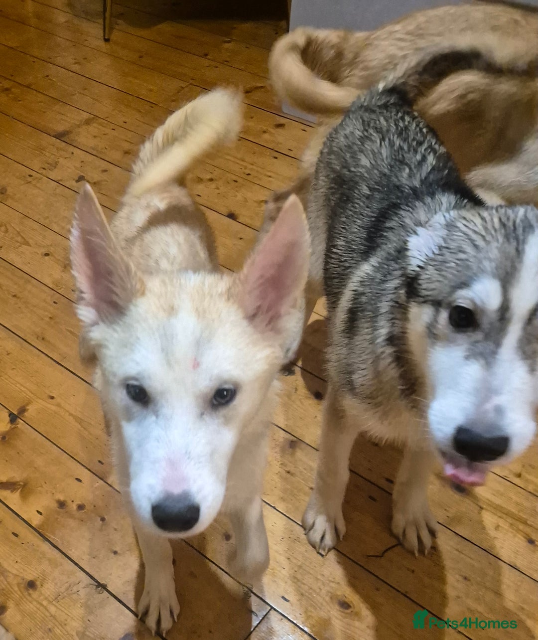 Siberian Husky dogs for sale: Beautiful Husky Looking for Their Forever Homes - Advert 18