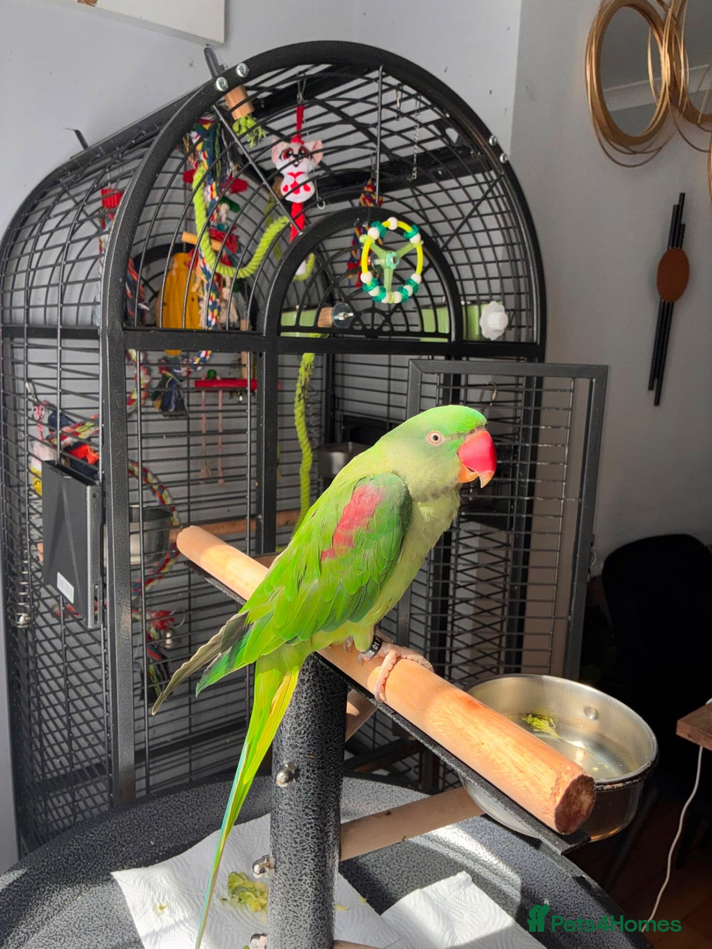 Ringnecks birds Beautiful Young Alexandrine Parrot – Kiwi - Advert 9