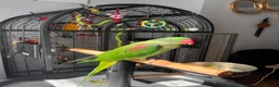 Ringnecks birds for sale: Beautiful Young Alexandrine Parrot – Kiwi in Sittingbourne - Advert 1