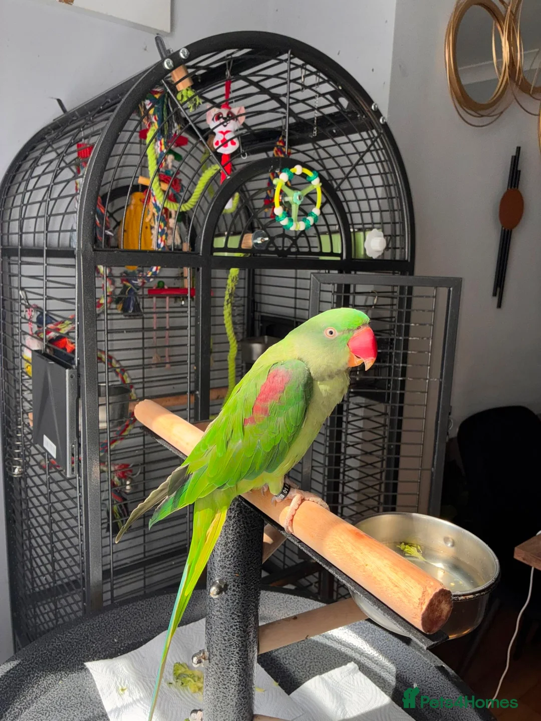 Ringnecks birds for sale: Beautiful Young Alexandrine Parrot – Kiwi in Sittingbourne - Advert 1