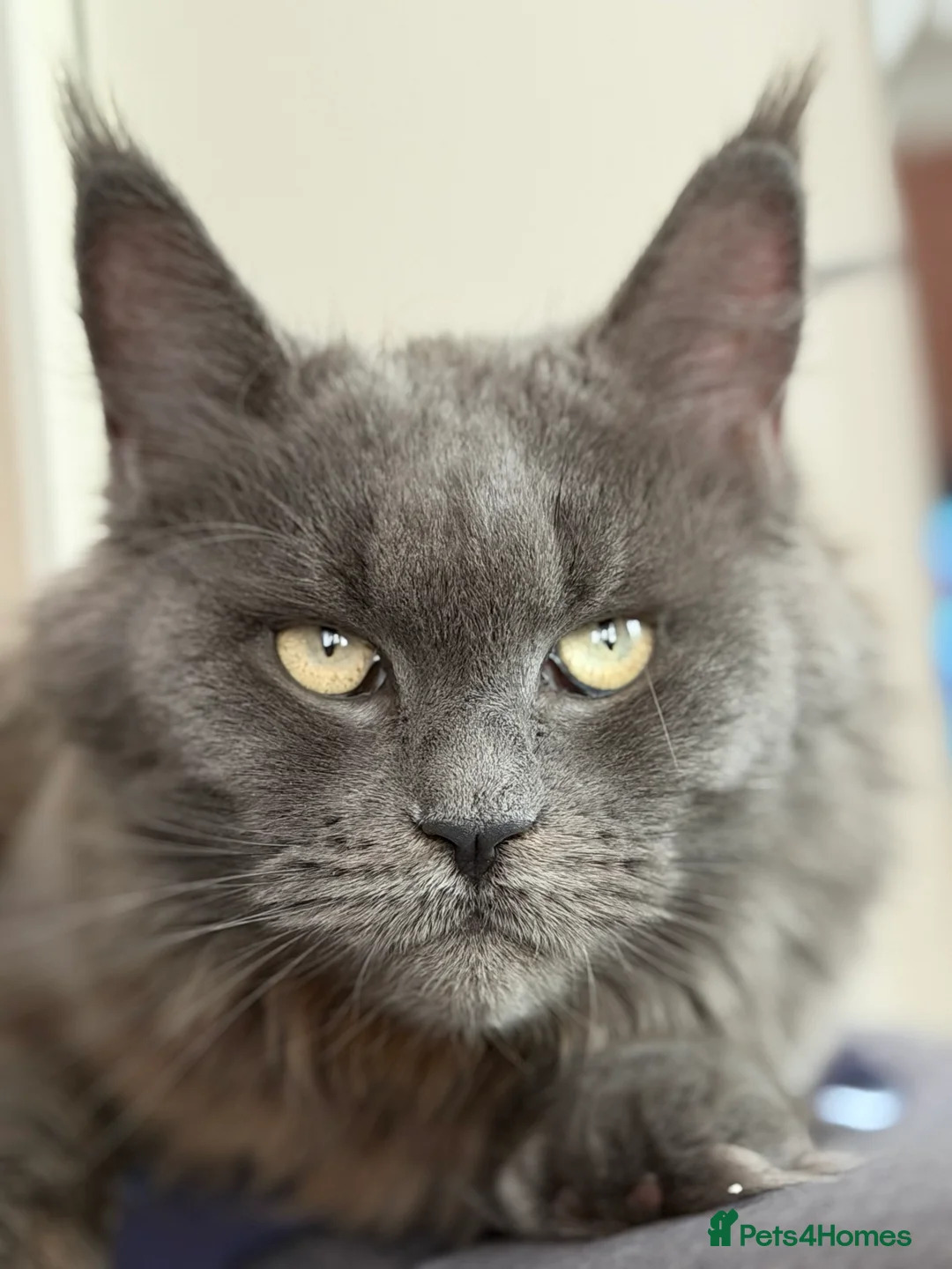 Maine Coon cats for sale: XXL MAINECOON MALE KITTENS  - Advert 13