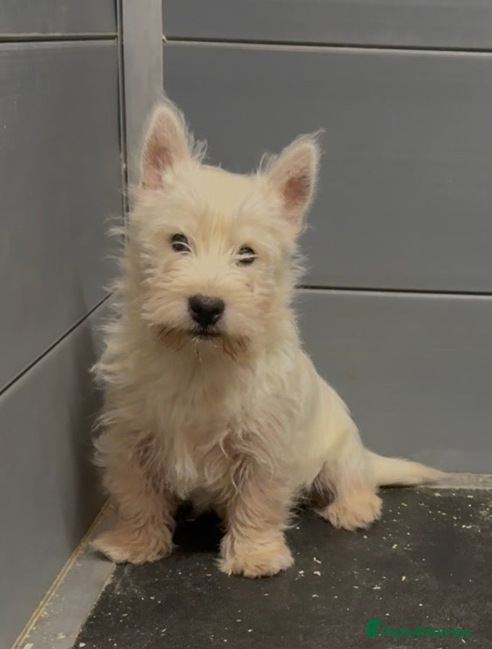 West Highland Terrier dogs West Highland Terrier pups Dad show bloodlines - Advert 11