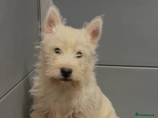 West Highland Terrier dogs West Highland Terrier pups Dad show bloodlines - Advert 1
