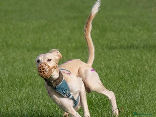 Mixed Breed dogs 3/4 saluki x 1/4 whippet puppies - Advert 6