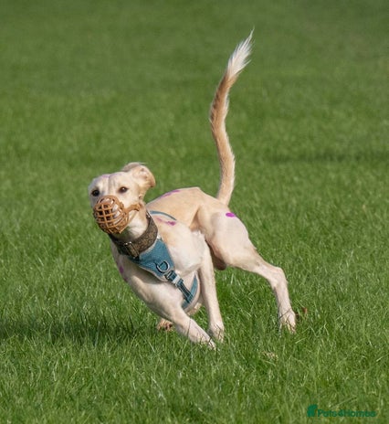 Mixed Breed dogs 3/4 saluki x 1/4 whippet puppies - Advert 1