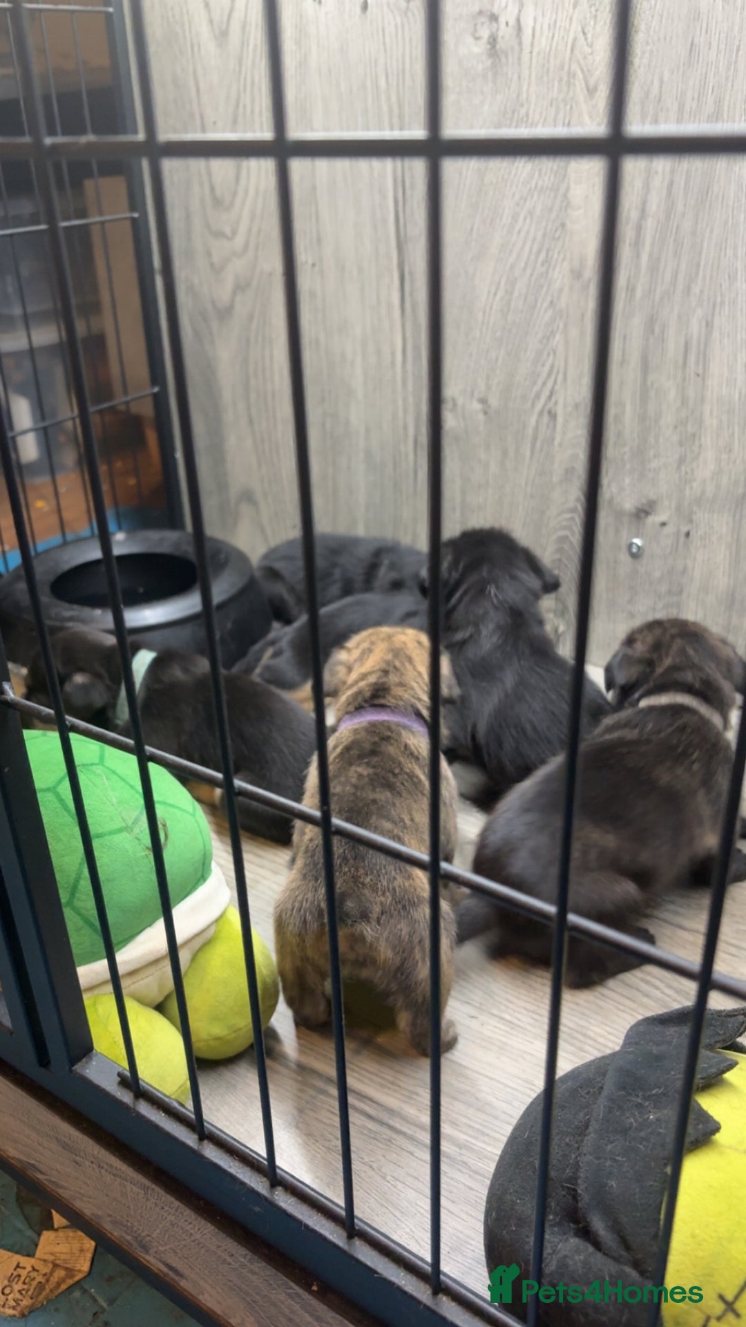 Mixed Breed dogs for sale: 5 French bulldog cross pups for sale  - Advert 15