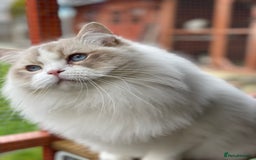 Ragdoll cats for sale: Ragdoll adult  Tica  - Image 8