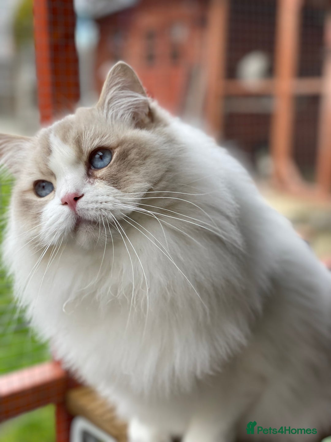 Ragdoll cats for sale: Ragdoll adult  Tica  - Image 8