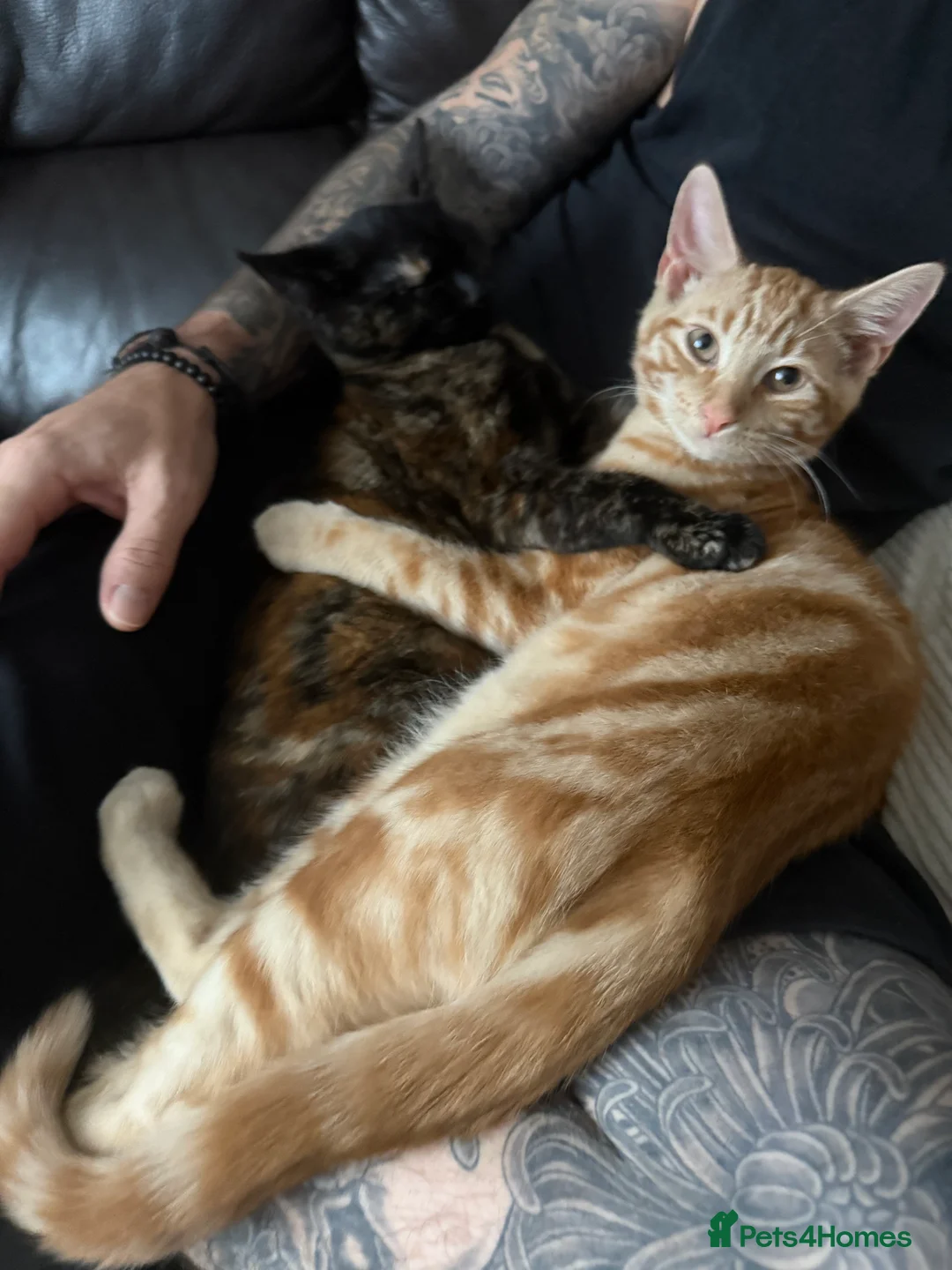 Mixed Breed cats for sale: Ginger male & tortoise girl 7 months old - Advert 1