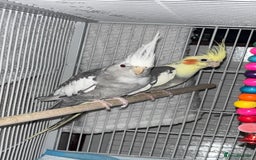 Cockatiels birds for sale: Bonded pair of PET only cockatiels  - Image 4