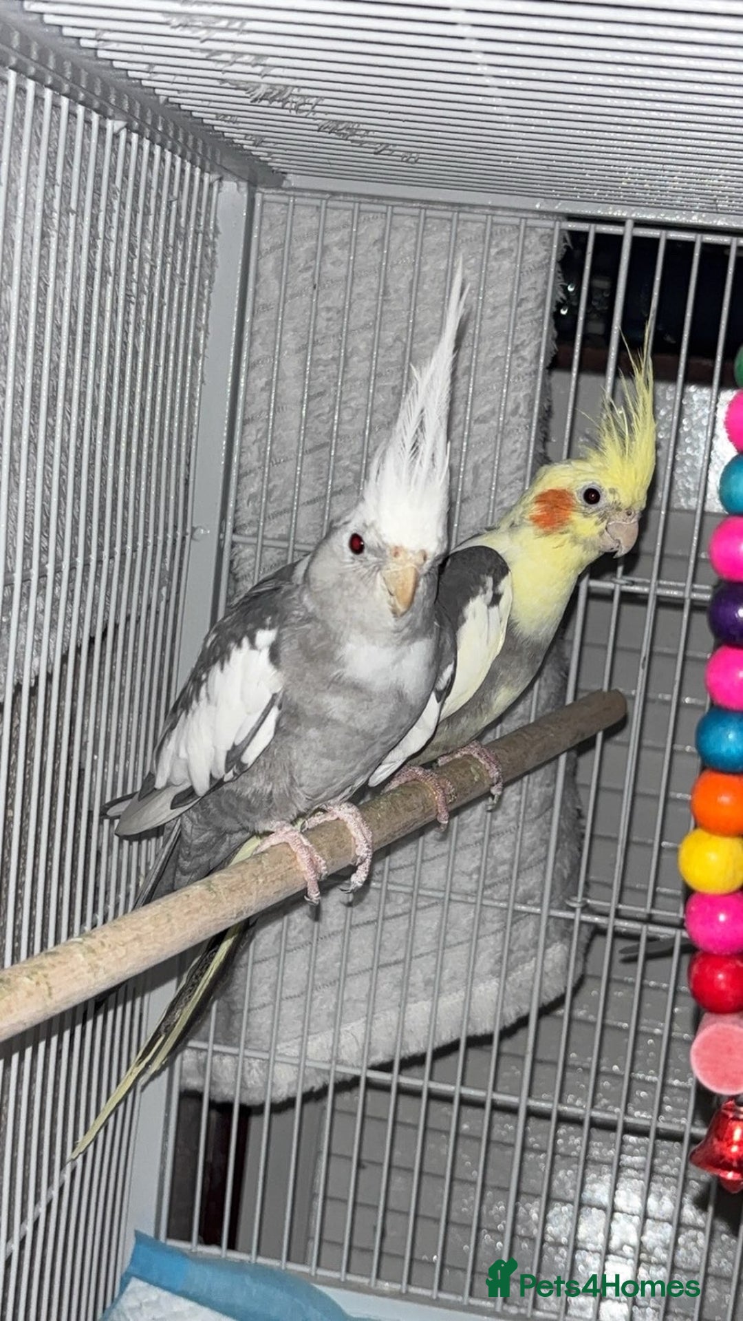 Cockatiels birds for sale: Bonded pair of PET only cockatiels  - Image 4