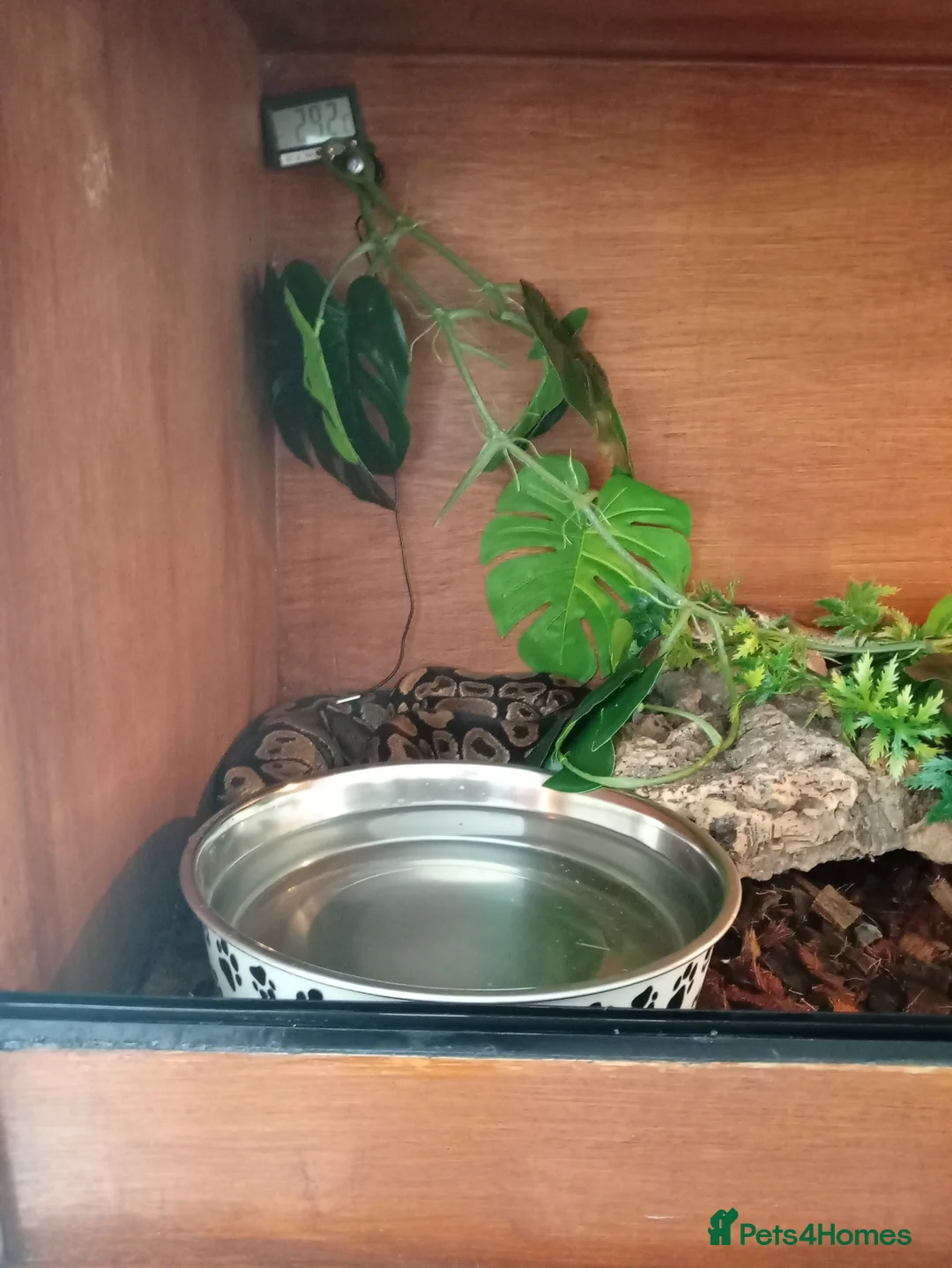 Python Snake reptiles for sale: Royal pythons plus vivariums full set up  - Advert 5