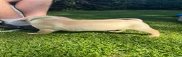 Labrador Retriever dogs for sale: RELISTED DUE TO TIMEWASTER! Gorgeous Lab Puppy - Advert 7