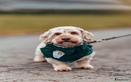 Miniature Dachshund dogs for stud: Handsome Mini Daschund for Stud - Image 1