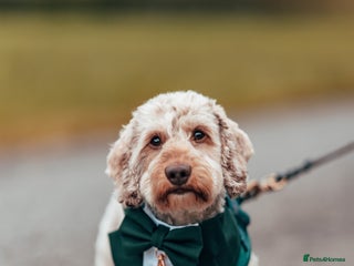 Miniature Dachshund dogs - Advert 10