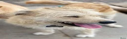 Mixed Breed dogs for adoption: Meet Toby, currently residing in Fife in Cupar - Advert 4