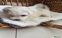 Maltese dogs for sale: 5 Generation KC registered Maltese - Image 21
