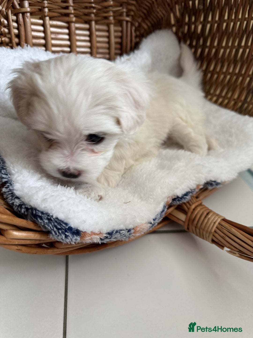 Maltese dogs for sale: 5 Generation KC registered Maltese - Image 21