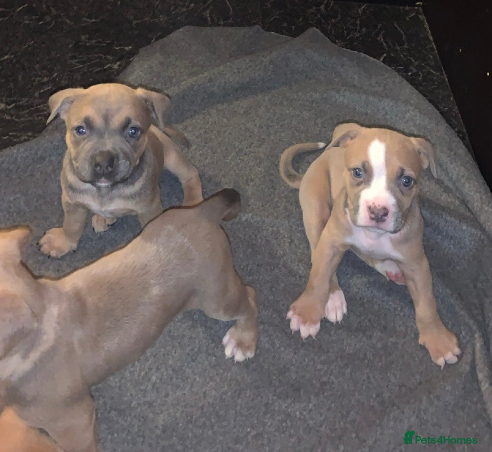 American Bully dogs American pocket bully - Advert 16