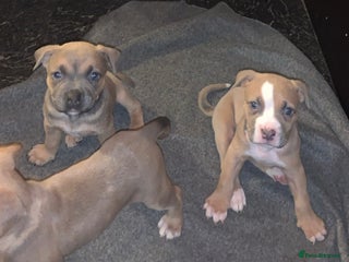 American Bully dogs American pocket bully - Advert 15