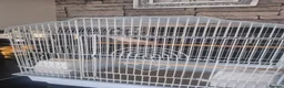 Budgerigars birds for sale: White budgie and cage - Advert 3