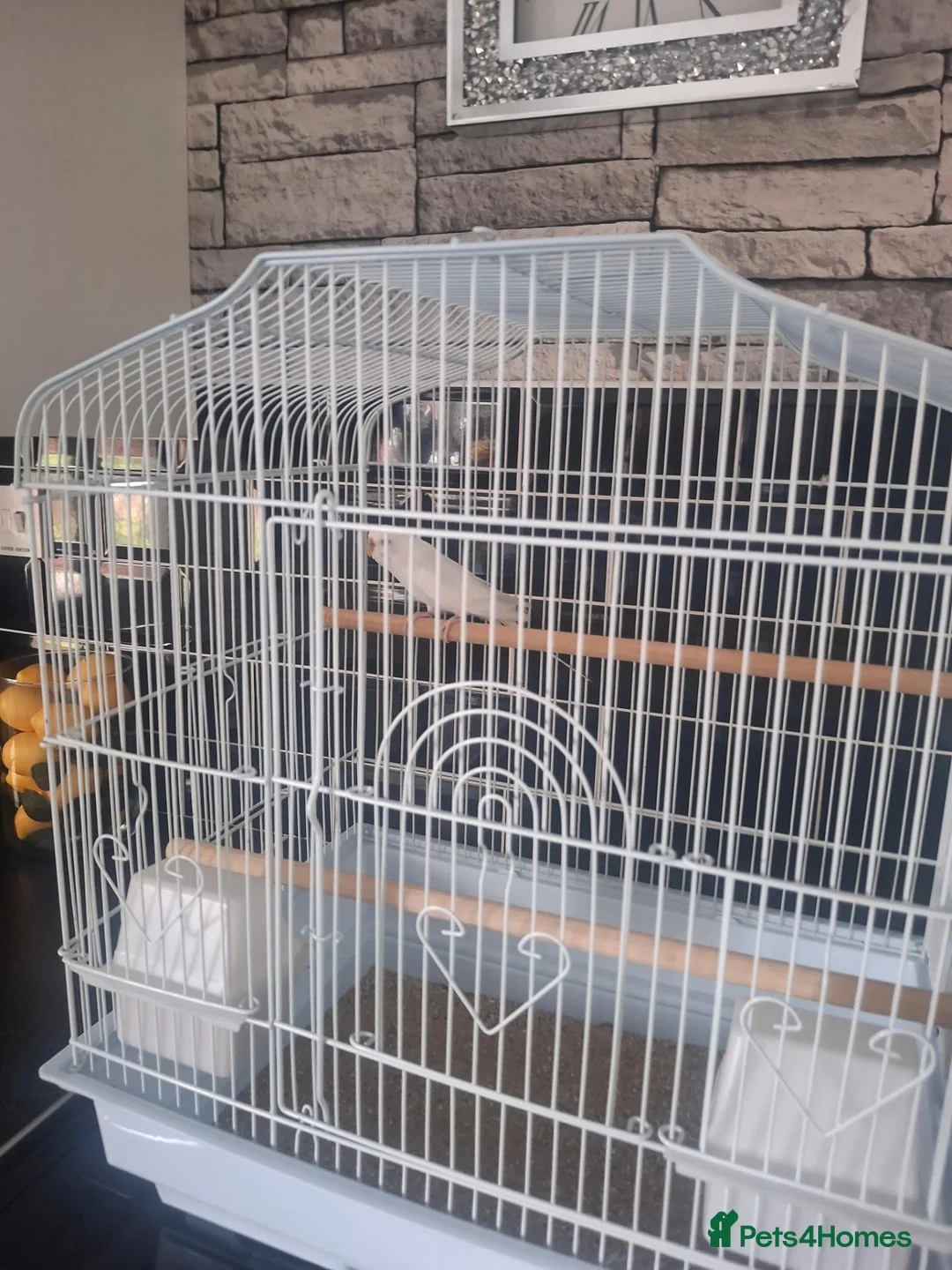 Budgerigars birds for sale: White budgie and cage - Advert 3