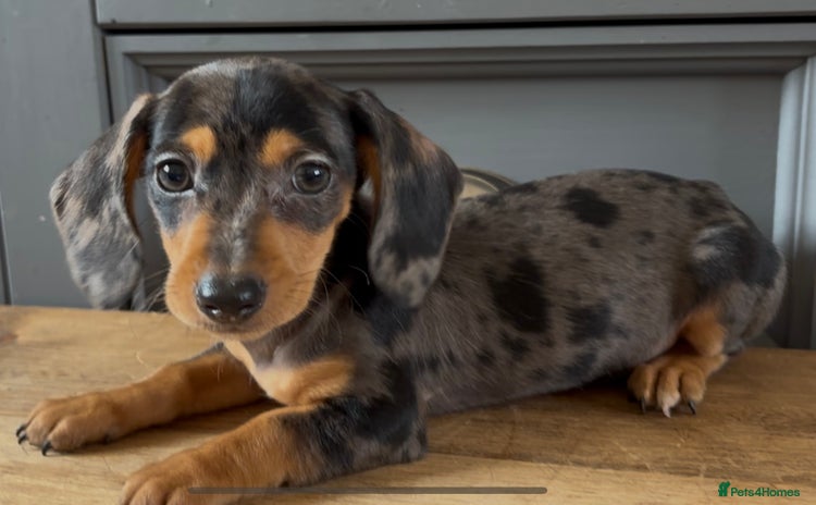 Dachshund dogs - Advert 15