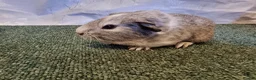 Guinea Pig rodents for sale: Guinea pigs  in Usk - Advert 1