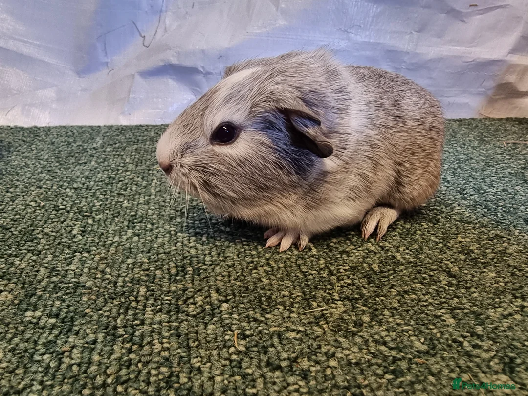 Guinea Pig rodents for sale: Guinea pigs  in Usk - Advert 1