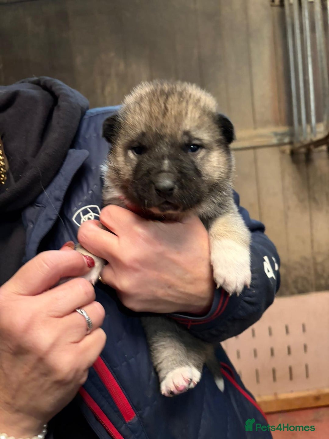 Akita dogs for sale: Beautiful Akita puppies ❤️ - Advert 2
