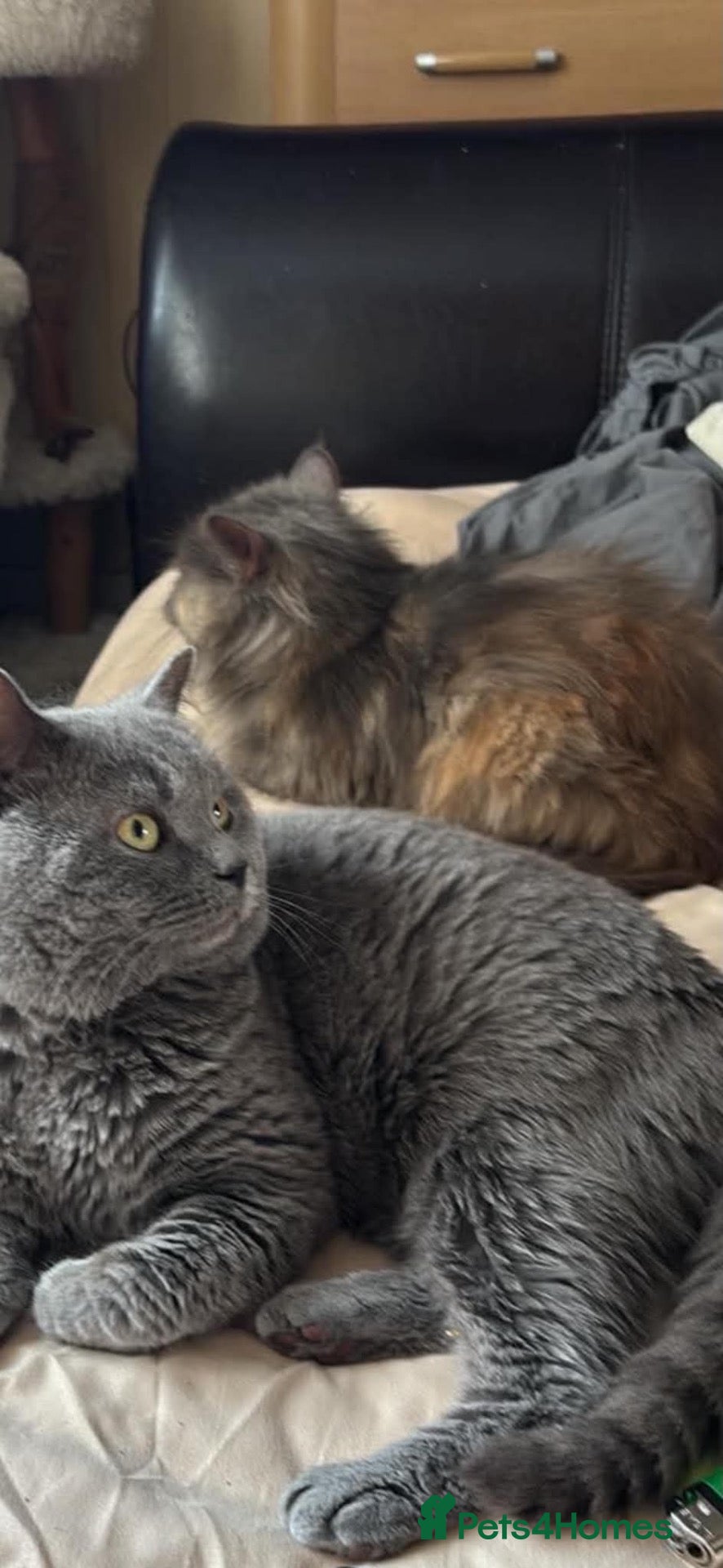 Persian cats Persian x british shorthaired kittens - Advert 2