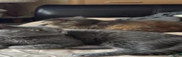 Persian cats for sale: Persian x british shorthaired kittens - Advert 1