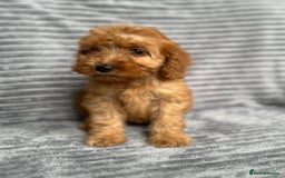 Cockapoo dogs for sale: Adorable Cockapoos looking for forever homes - Image 20