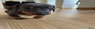 Miniature Dachshund Puppy 4
