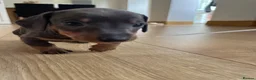 Miniature Dachshund dogs for sale: Isabella, Black and Tan, brown miniature dachshund - Advert 3